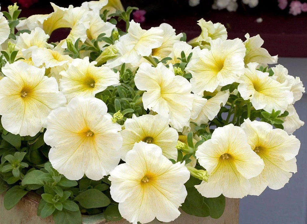 Petunia Seeds Pelleted Prism Sunshine for Butterfly Attraction – Petunia x hybrida Garden Flower