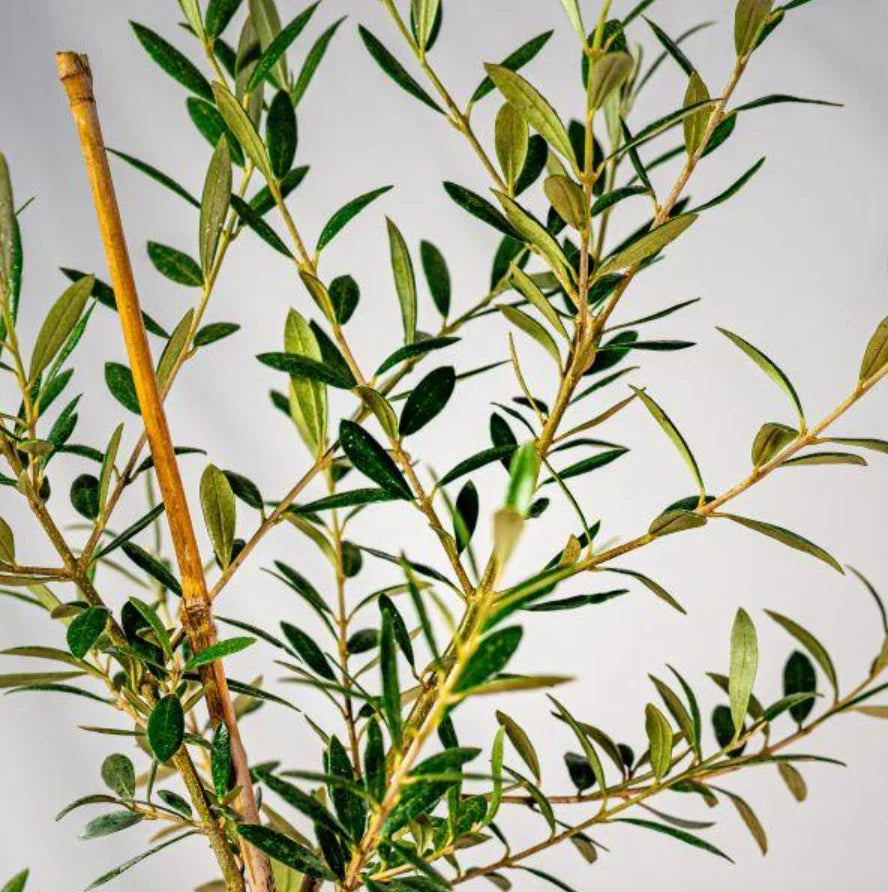 Live Arbequina Olive Tree – 5-10 Inches Tall – Fully Rooted Olea europaea – Compact Mediterranean Olive Tree for Garden or Indoor Growing