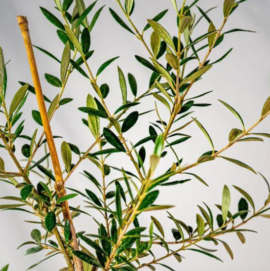 Live Arbequina Olive Tree – 5-10 Inches Tall – Fully Rooted Olea europaea – Compact Mediterranean Olive Tree for Garden or Indoor Growing