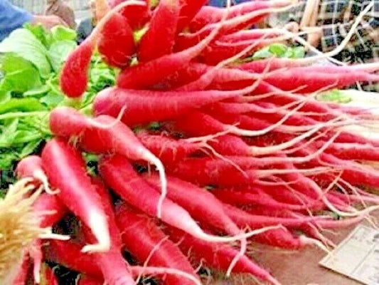 Organic Red Arrow Radish Seeds - 301+ Count, Mild Sweet Variety for Container Gardening, Raphanus sativus