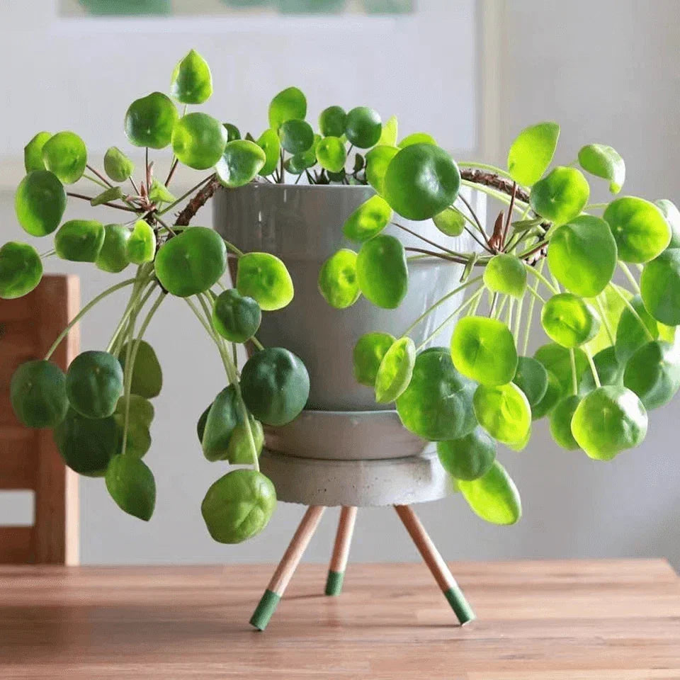 Pilea Peperomioides Live Plant - Chinese Money Plant Starter, Rooted Indoor Houseplant, Easy Care, Compact, Green Foliage