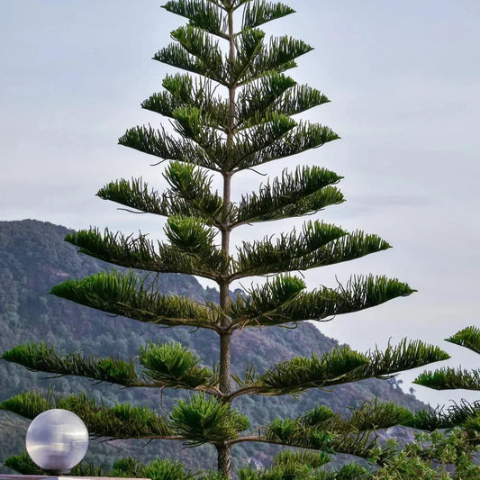 Norfolk Island Pine Seeds - Indoor Houseplant - Araucaria excelsa - Christmas Tree, Greenery, Easy to Grow
