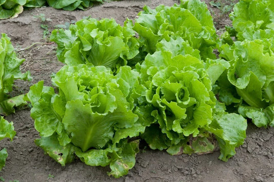 Lettuce Seeds - Nevada Loose Leaf Variety - Non-GMO Lactuca sativa for Home Gardening, Salad, Container & Raised Bed Planting