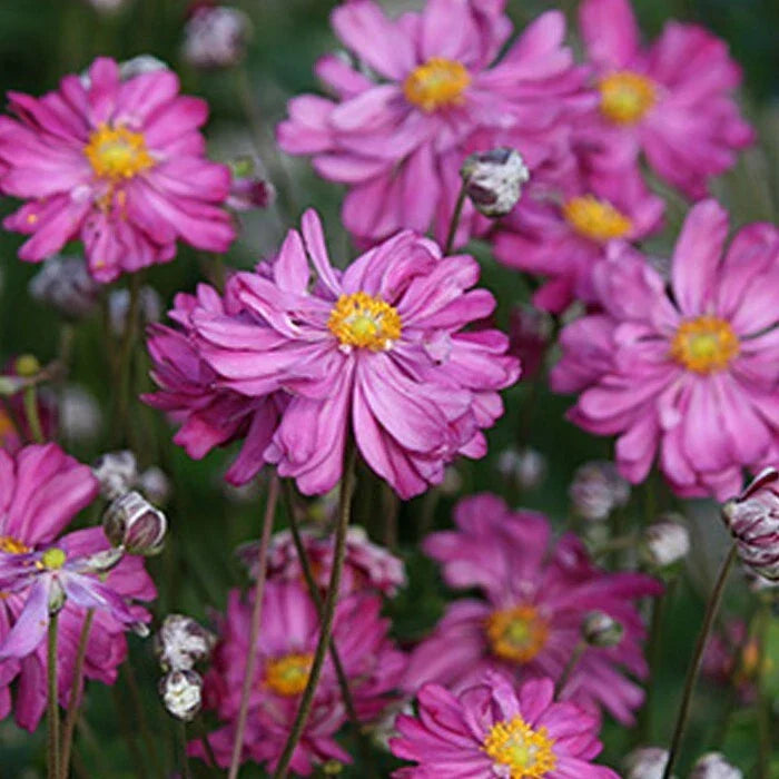 Bare Root Japanese Anemone Plants | Dark Rose Anemone hupehensis | 10 Root Stock for Garden Landscape and Fall Blooms