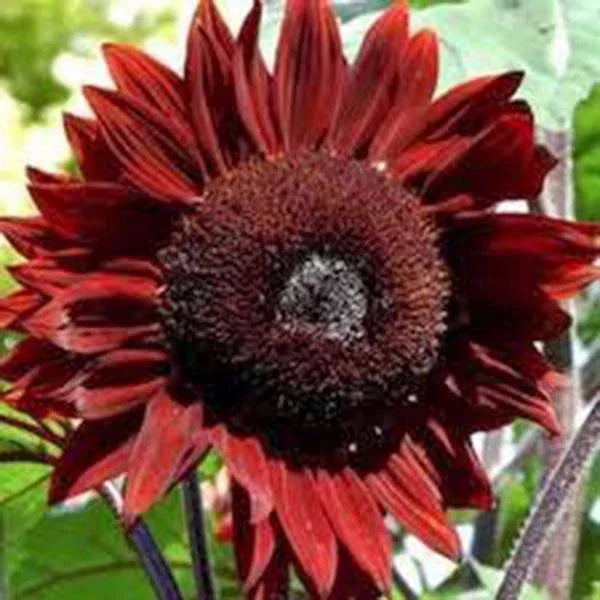 Sunflower Seeds 100 Count Red Sun Variety Helianthus annuus Bright Red Blooms Non-GMO Garden Flowers