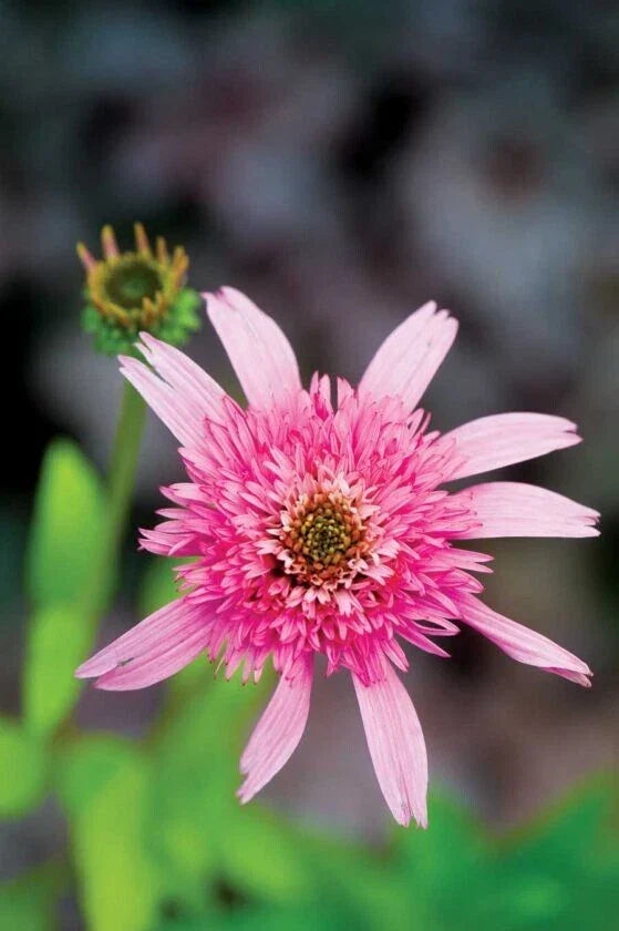 Pink Double Delight Coneflower Seeds - Echinacea purpurea Perennial Flowers for Garden, Borders, and Pollinator Attraction