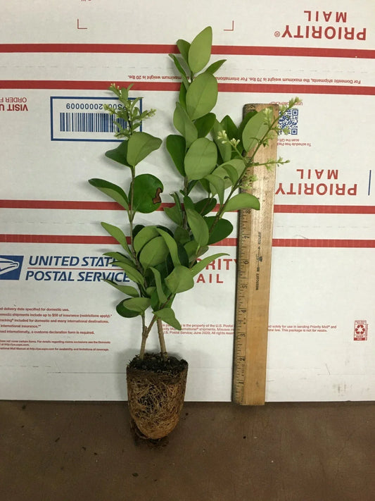 Lucidum Ligustrum Live Plant – Glossy Green Foliage Privet – Ligustrum lucidum Indoor Outdoor Decorative Shrub