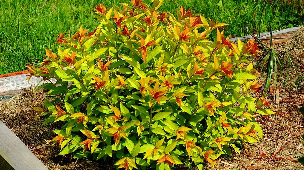 Goldmound Spirea Live Plant Starter 6+ Inches Bare Root Spiraea japonica 'Goldmound' Golden Foliage Pink Flowers