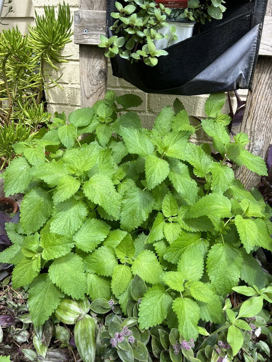 Lemon Balm Seeds - Organic Non-GMO Melissa officinalis Herb for Culinary, Tea & Medicinal Gardens - Pack of 100