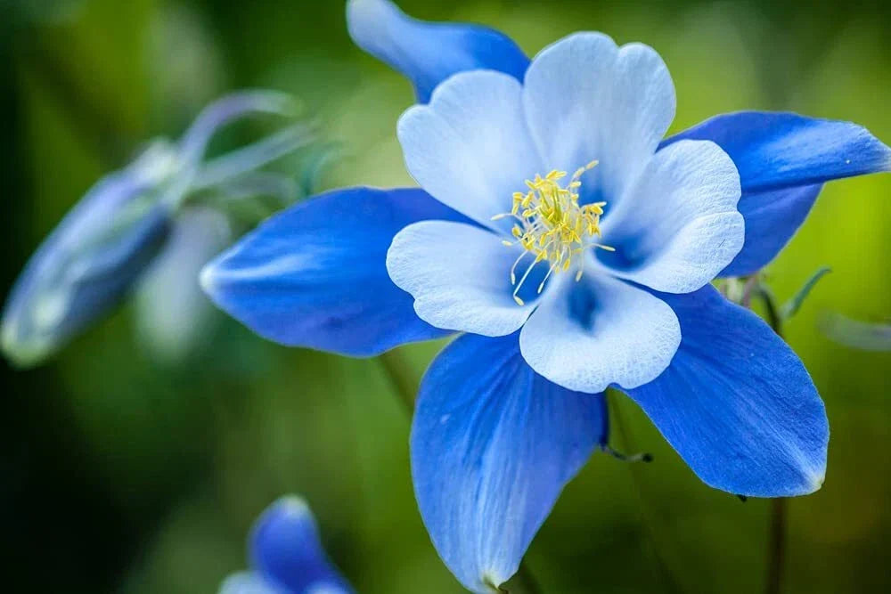 Blue Colorado Columbine Flower Seeds - 1,000+ Non-GMO Aquilegia coerulea Perennial Garden Seeds for Vibrant Blooms