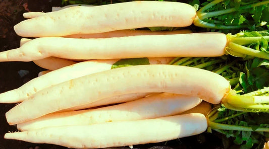 Miyashige Radish Seeds - 500+ Non-GMO Raphanus sativus for Home Garden, Salad & Cooking, Fast-Growing, Compact, USA Grown