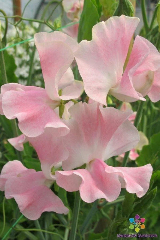 John Gray Sweet Pea Seeds - 50+ Pack, Fragrant Lavender Flowers, Climbing Vine, Lathyrus odoratus, Garden Planting, USA Grown