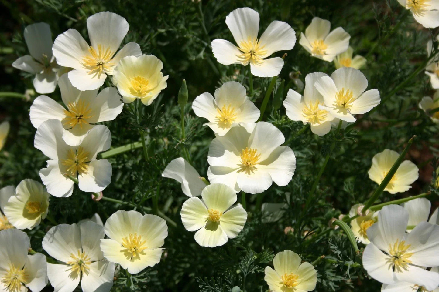 California White Linen Poppy Seeds - Papaver somniferum, Annual, White Flowers, 200+ Seeds for Garden, Easy to Grow, Non-GMO
