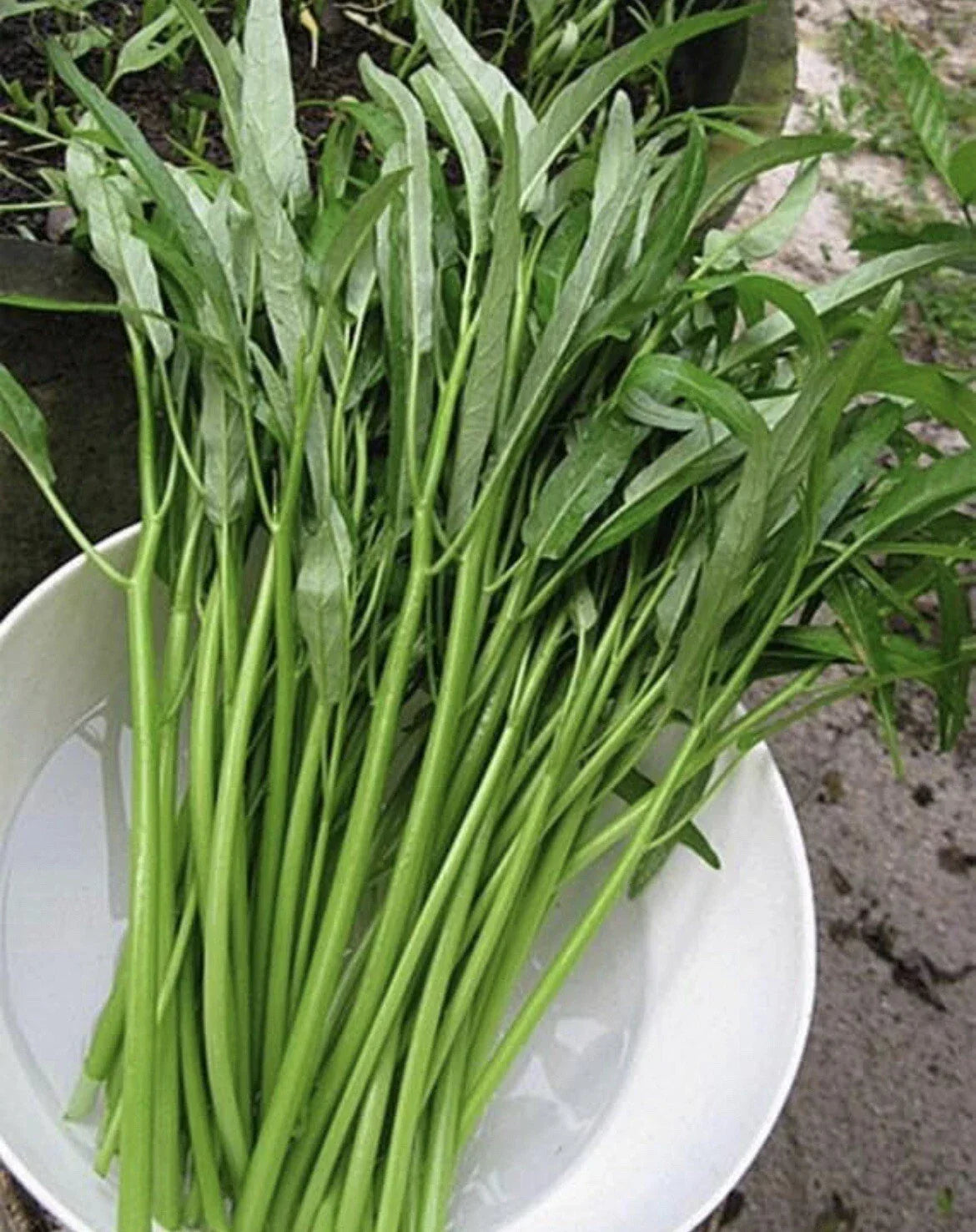 Thai Water Spinach Seeds - 50+ Ong Choy Kangkong Ipomoea aquatica for Home Gardens & Cooking