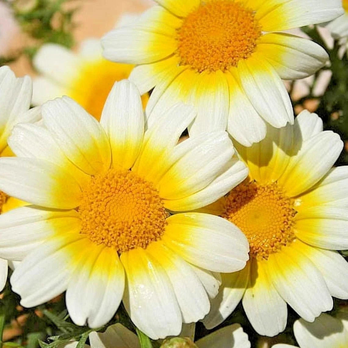 Garland Daisy Flower Seeds - 300+ Premium Seeds for Culinary, Medicinal & Teas - Chrysanthemum coronarium - Wildflower Pack