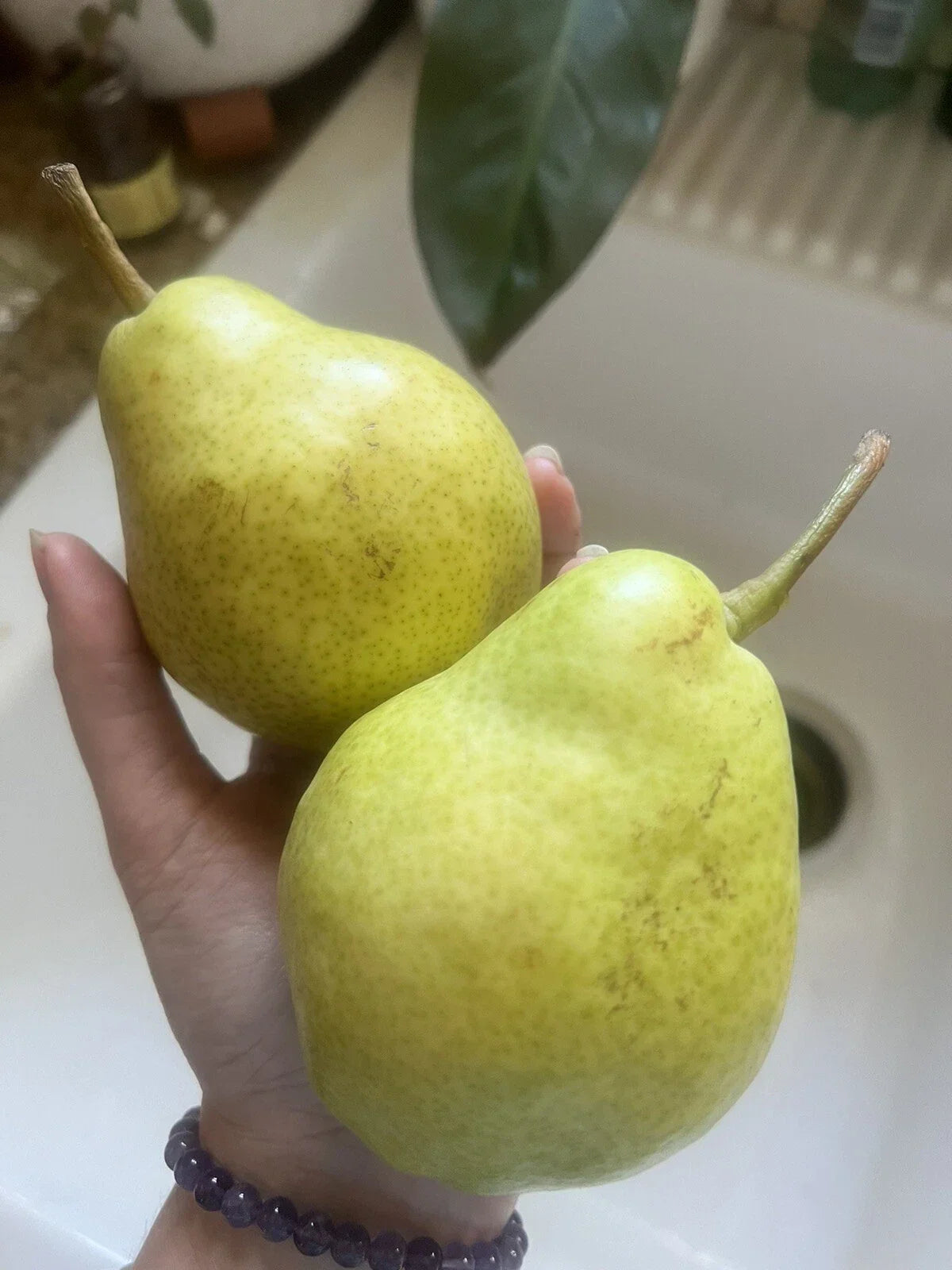 Bartlett Pear Seeds - 5 Pack, Edible Fruit, Non-GMO, Easy Grow, Pyrus communis, for Home Garden & Smoothies