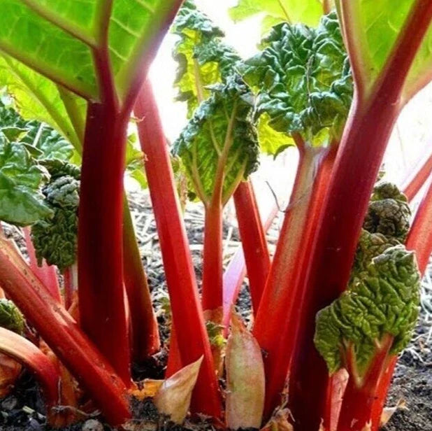 Rhubarb Seeds 20+ "Victoria" Perennial Vegetable Garden - Rheum rhabarbarum - Hardy, Low Maintenance, Free USA Shipping