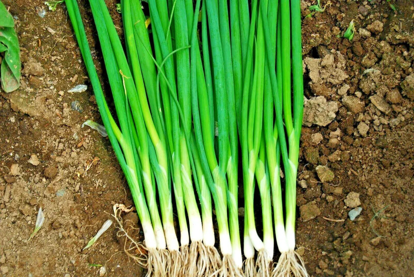 Japanese Evergreen Bunching Green Onion Seeds Allium fistulosum, 500+ Seeds, Welsh Nebuka He Shi Ko, 70 Day Growing Season