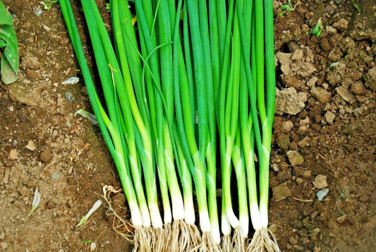 Japanese Evergreen Bunching Green Onion Seeds Allium fistulosum, 500+ Seeds, Welsh Nebuka He Shi Ko, 70 Day Growing Season
