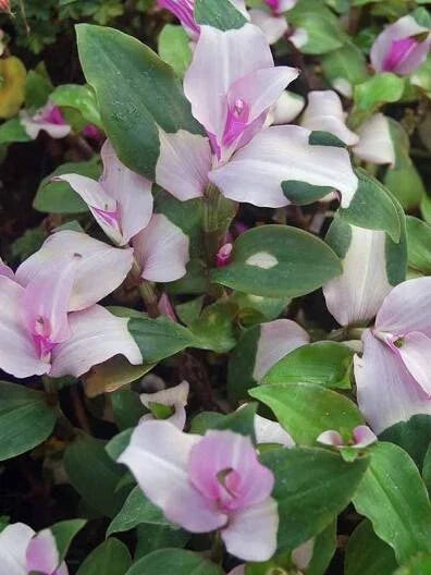 Variegated Tradescantia Blushing Bride Cuttings – 3 Wandering Jew Propagation Plants with Pink and Green Foliage
