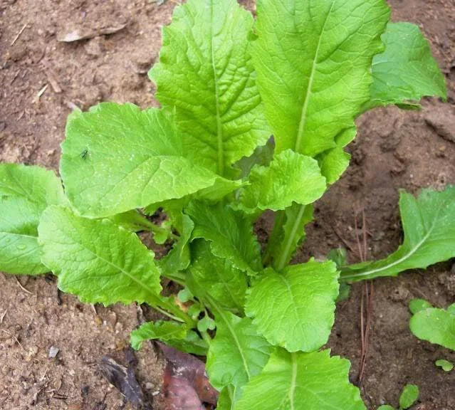 Turnip Seeds - 1000 Non-GMO Heirloom Seven Top Brassica rapa Vegetable Seeds for Home Garden