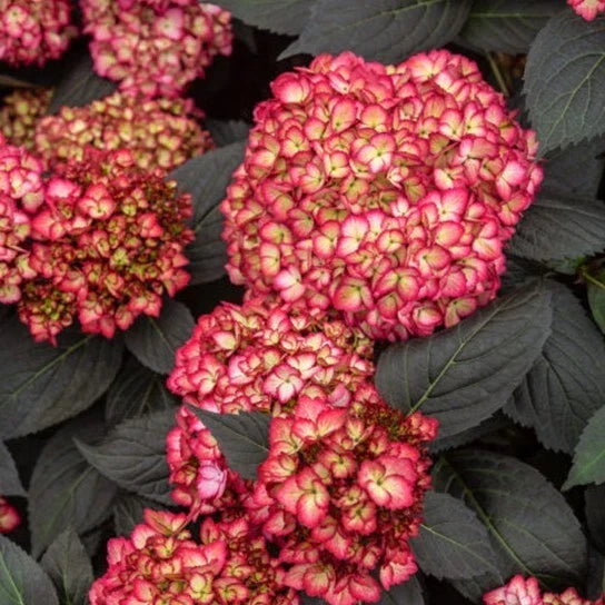 Rare Hydrangea Bundle – 4 Rooted Cuttings – Dark Foliage Hydrangea macrophylla – Unique Garden Plant for Landscape and Collection