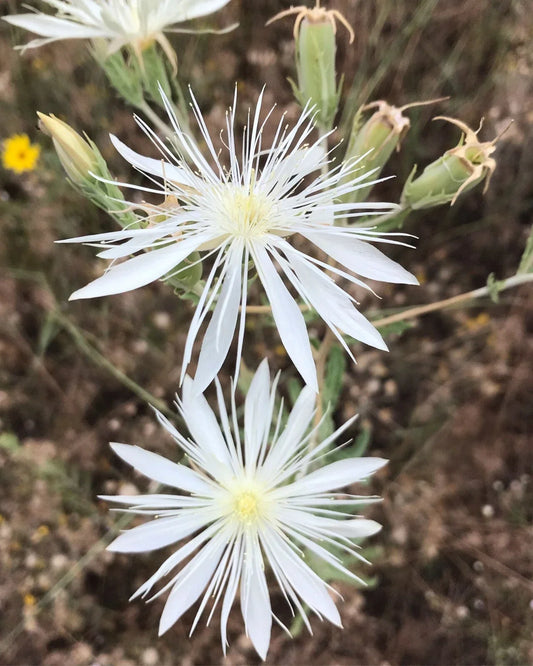 Mentzelia nuda Seeds | Bractless Blazingstar Wildflower | Native Drought-Tolerant Plant for Gardens & Meadows