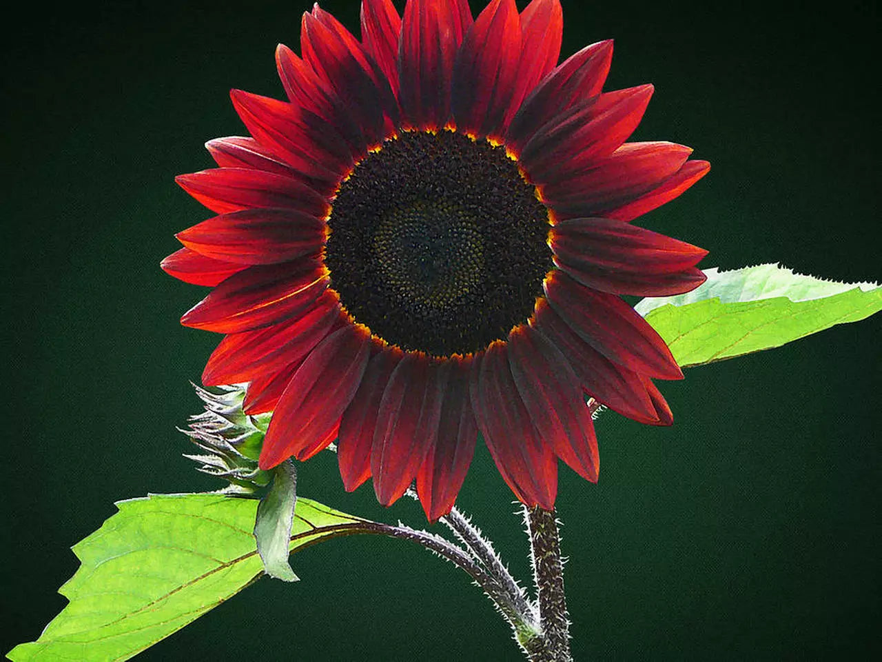 Chocolate Cherry Sunflower Seeds - 40 Count Annual Helianthus annuus for Garden, Cut Flowers, Pollinator Attractant