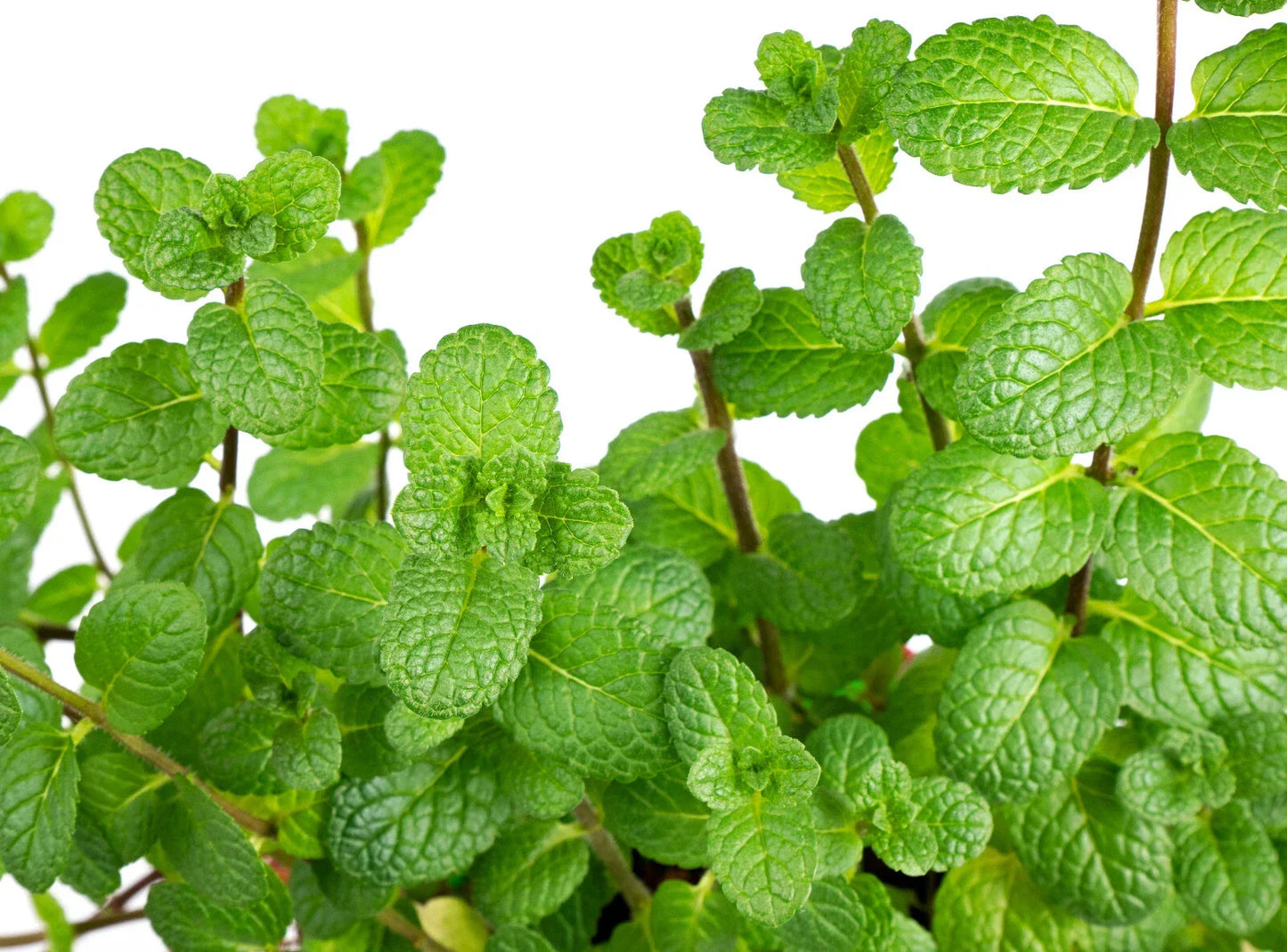 Peppermint Seeds - 400 Count Non-GMO Heirloom Mentha piperita Herb for Culinary, Tea & Herbal Remedies