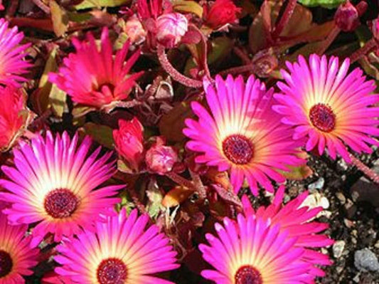 Ice Plant Succulent Seeds - Dorotheanthus bellidiformis, Drought-Tolerant Ground Cover, Colorful Flowers, 50+ Seeds