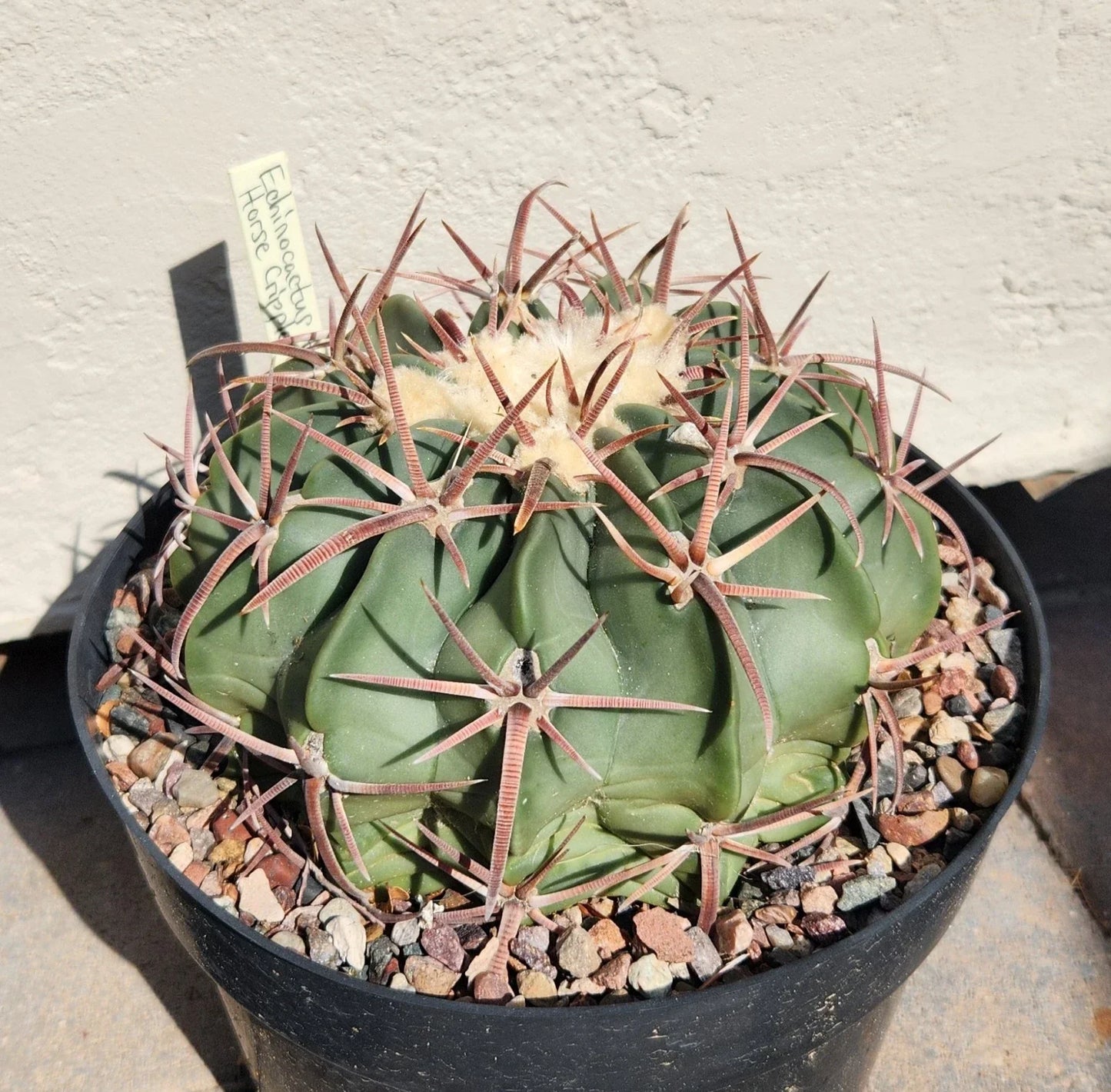 Echinocactus Texensis Horse Crippler Cactus Live Rooted Plant, Drought-Tolerant Succulent, Desert Plant, Low Maintenance, Spiny Cactus