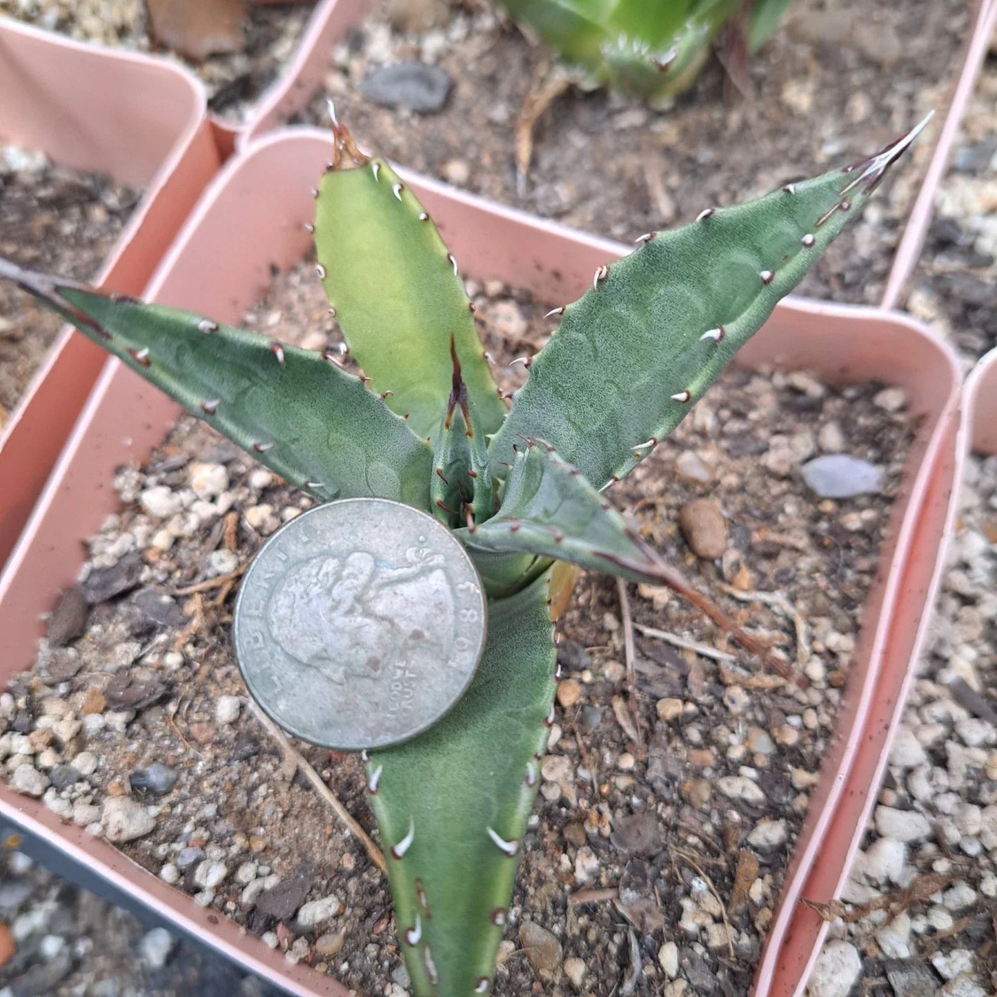 Agave Neomexicana Bare Root Plant | Drought-Tolerant Succulent | Native to Southwest US | Xeriscape & Low-Water Garden Plant
