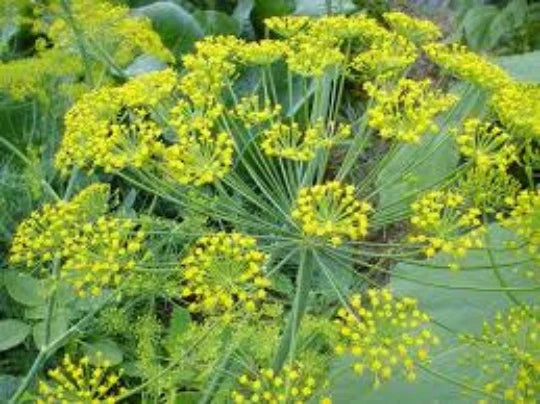 Dill Seeds 100 Pack - Culinary Herb Anethum Graveolens for Gardening & Cooking