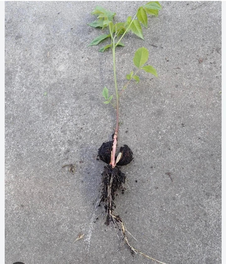 Black Walnut Seedling Bare Root Juglans Nigra Under 10 Inches Resilient Live Tree for Planting