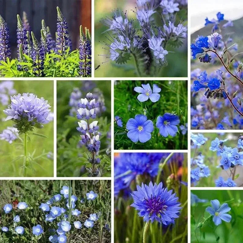 Blue Wildflower Seed Mix - Organic Native USA Wildflowers for Garden, Meadow & Landscape Planting - 200 Seeds