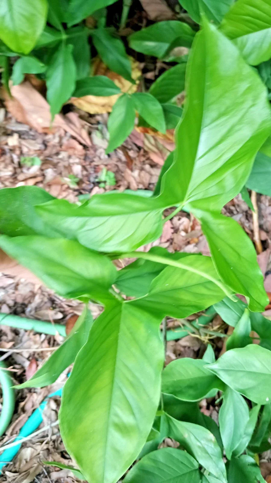 Rooted Live Arrowhead Plant – Syngonium Podophyllum – Easy-Care Air Purifying Houseplant – Bare Root Starter
