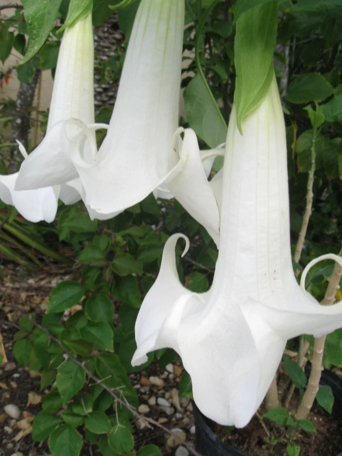 Angel’s Trumpet Cutting – Fresh Unrooted Brugmansia Flowering Plant for Garden & Tropical Growers, Fragrant Trumpet Flowers