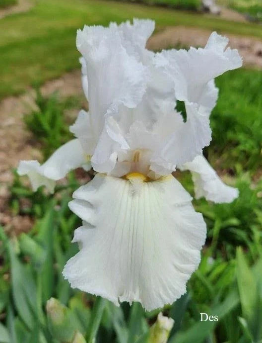 Tall Bearded Iris Plants - Ruffled All White - 2 Live Iris germanica Flowers for Borders, Beds & Containers