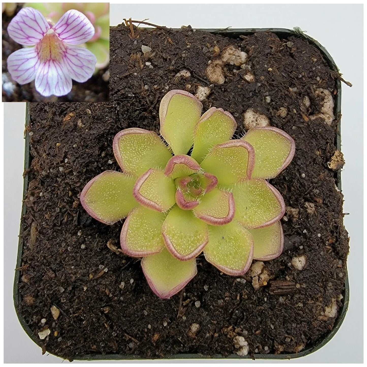 Pinguicula kondoi Carnivorous Plant - Live Butterwort in Pot - Insect-Eating Greenery for Indoor Garden and Terrarium