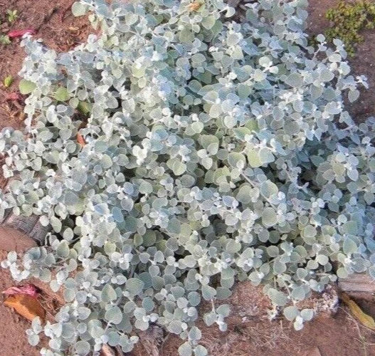 Helichrysum Silver Mist Seeds - Multi Pelleted Drought Tolerant Flower Seeds - Helichrysum bracteatum