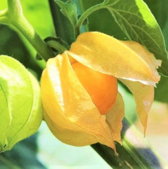 Strawberry Ground Cherry Seeds - Physalis pruinosa - Orange Yellow Fruit - Packet of Seeds for Home Garden & Container Planting