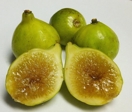 Kadota Fig Plant - Live Rooted Potted Ficus carica Self-Pollinating for Zones 7-9, Edible Fruit, Compact Garden or Container Plant