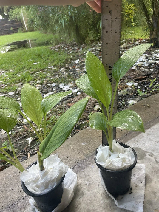 Live Starter Plants 14” Potted Finger Root (Krachai) Chinese Ginger Keys Boesenbergia rotunda Perennial Herb