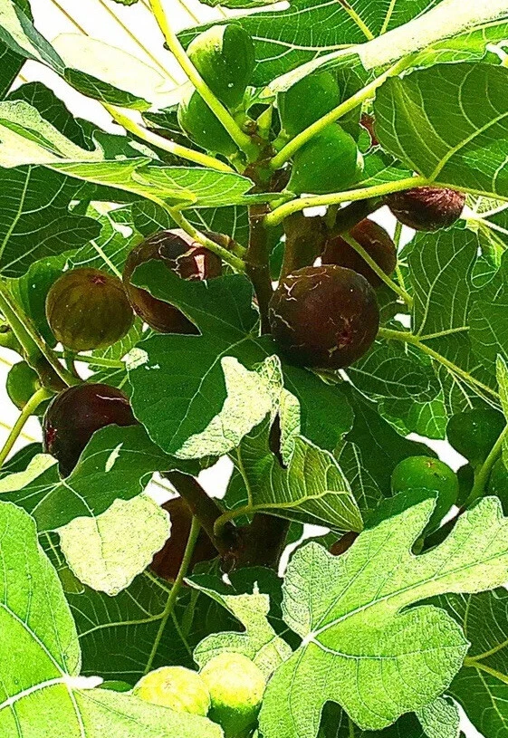 Hardy Chicago Fig Tree Cuttings Set of 3, Ficus carica ‘Hardy Chicago’ Cold Hardy Fruit Tree for Propagation