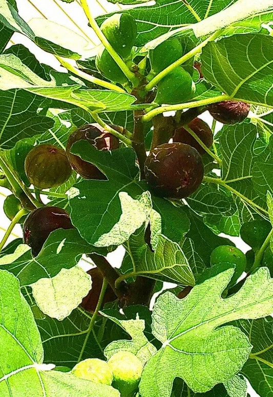 Hardy Chicago Fig Tree Cuttings Set of 3, Ficus carica ‘Hardy Chicago’ Cold Hardy Fruit Tree for Propagation