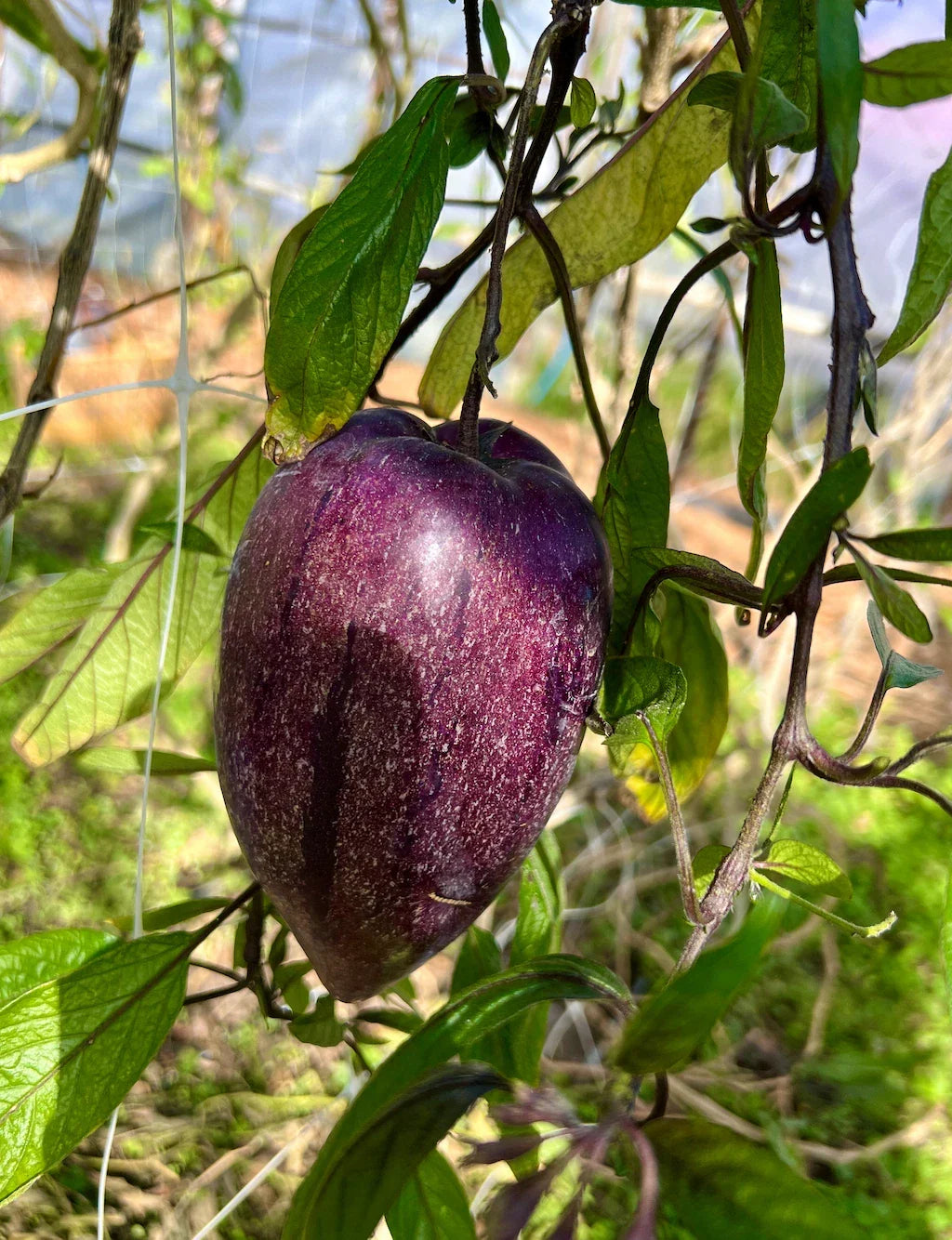 6 Fresh Deep Purple Pepino Melon Cuttings | Unrooted Solanum Muricatum Plant | Sweet Juicy Fruit, Tropical Veggie