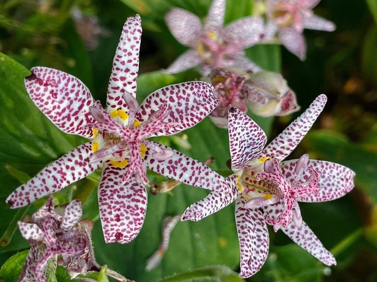 Tricyrtis ‘Sinonome’ Japanese Toad Lily Live Perennial Starter Plant Shade Garden Orchid-Like Fall Blooms