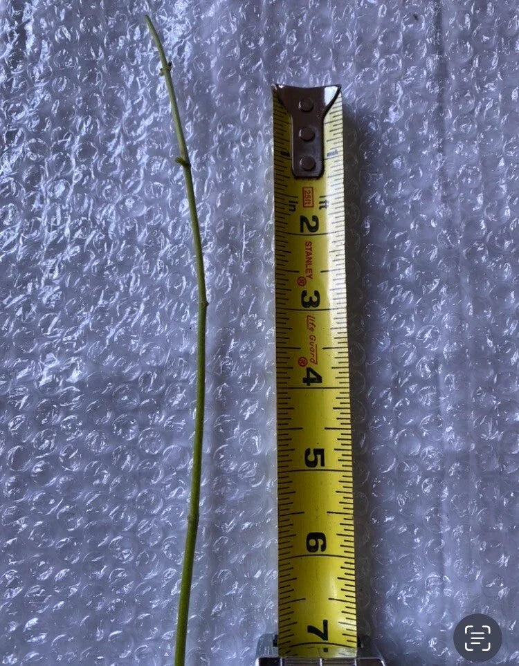 Jack The Bush (Chromolaena odorata) Fresh Cuttings – 15 Unrooted 5-Inch Stem Propagules for Medicinal Herb, Wound Healing, Herbal Remedies