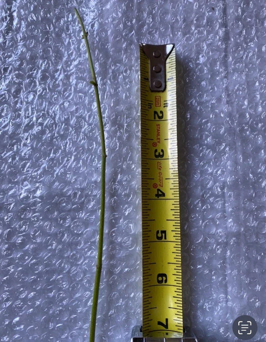 Jack The Bush (Chromolaena odorata) Fresh Cuttings – 15 Unrooted 5-Inch Stem Propagules for Medicinal Herb, Wound Healing, Herbal Remedies