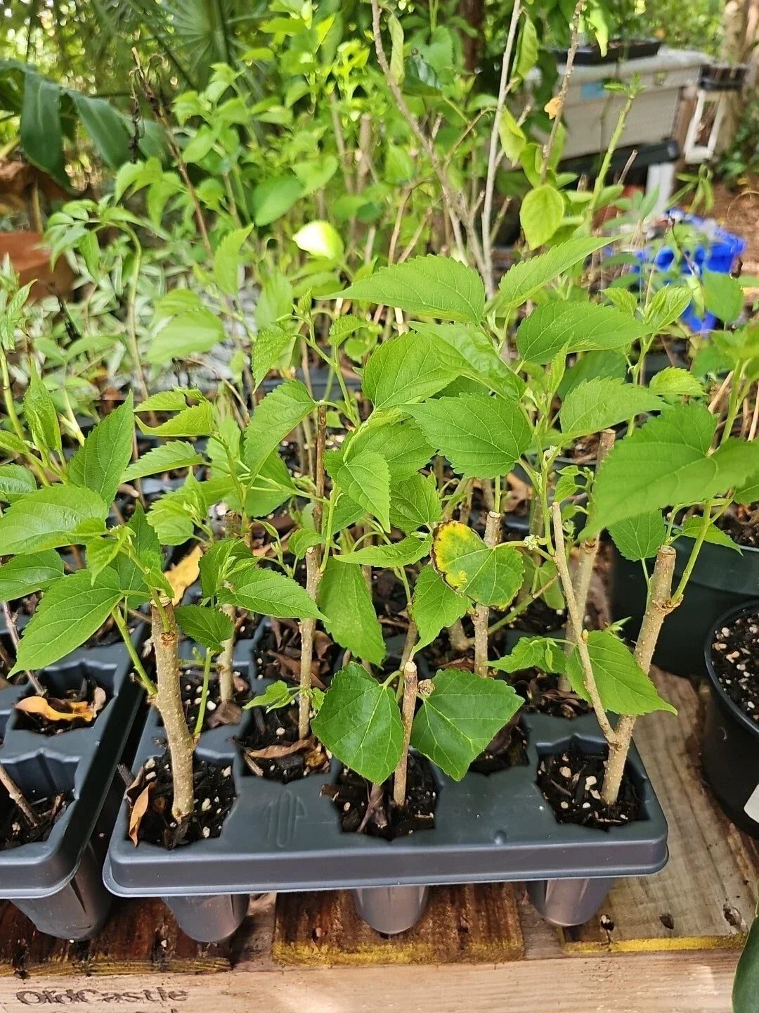 Dwarf Black Mulberry Live Plant – Organic Morus nigra Everbearing Tree for Pot or Garden, Sweet Berries, Well Rooted Fruit Plant